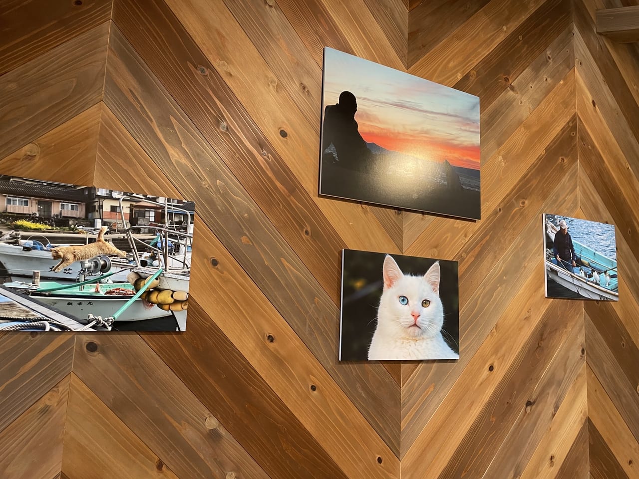 2023年湯島の猫の写真展示